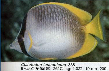 Chaetodon leucopleura